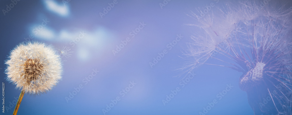 Background, panorama, banner with space for text - dandelion (Taraxacum officinale) in the rays of spring sun against the sky, close-up, double exposure photo