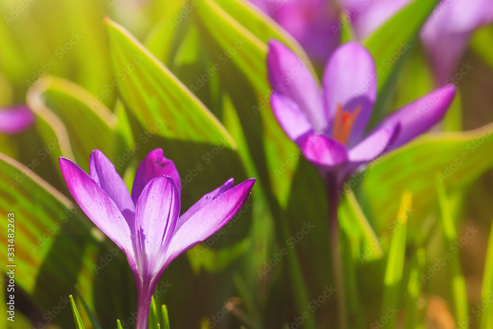 Close-up of blooming spring flowering plant of the Iridaceae family, violet crocuses, on natural background on a sunny day. Soft selective focus. Close-up of blooming spring flowering plant of the Iridaceae family, violet crocuses, on natural background on a sunny day. Soft selective focus.
