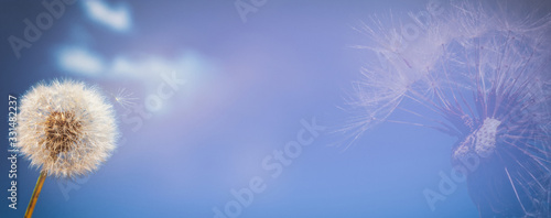 Background, panorama, banner with space for text - dandelion (Taraxacum officinale) in the rays of spring sun against the sky, close-up, double exposure photo