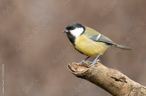 Great Tit feeding and drinking in garden