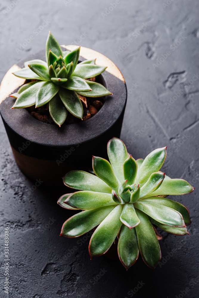 Small green succulents on a black concrete background, home garden, decorative indoor evergreen plant Small green succulents on a black concrete background, home garden, decorative indoor evergreen plant