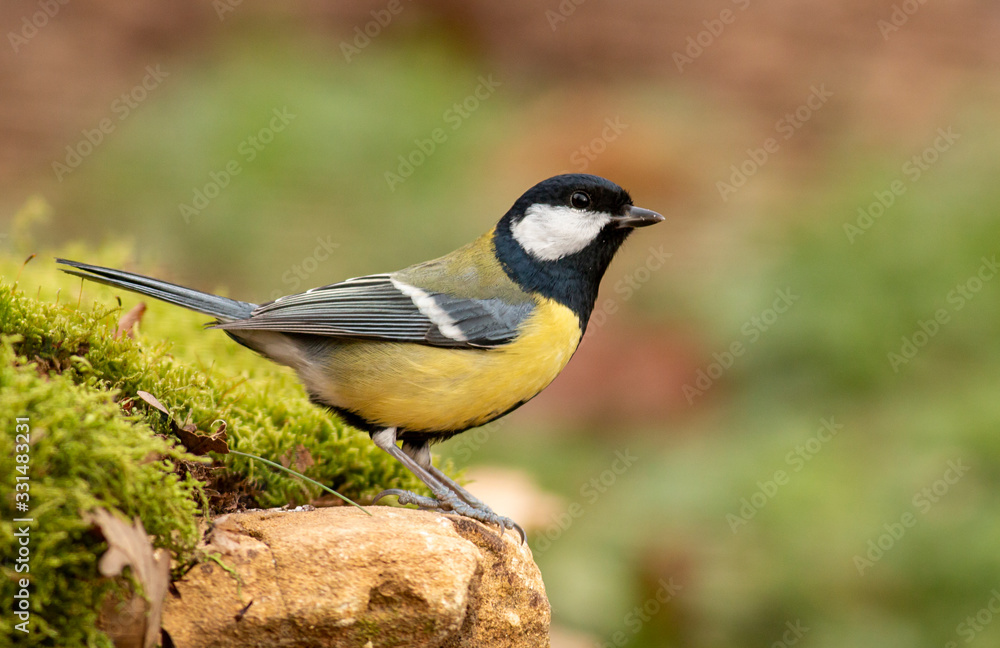 Great Tit feeding and drinking in garden Great Tit feeding and drinking in garden