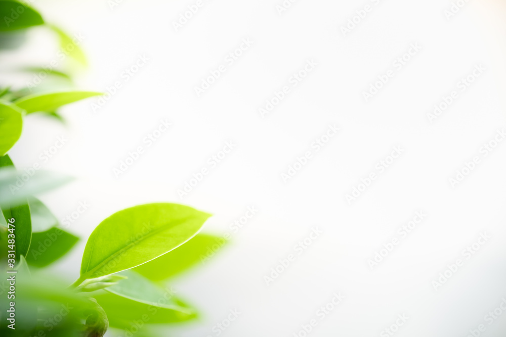 Amazing nature view of green leaf on blurred greenery background in garden and sunlight with copy space using as background natural green plants landscape, ecology, fresh wallpaper concept. Amazing nature view of green leaf on blurred greenery background in garden and sunlight with copy space using as background natural green plants landscape, ecology, fresh wallpaper concept.