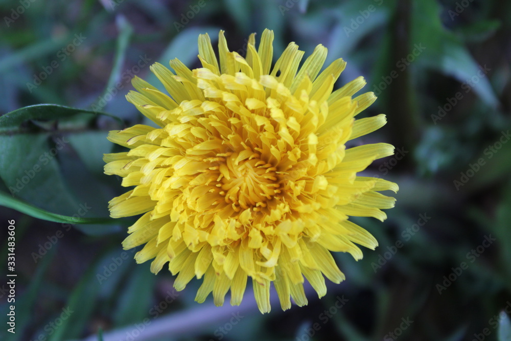 Dandelion on green background Dandelion on green background