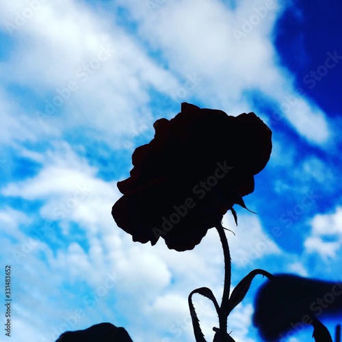 Fototapeta Naklejka Na Ścianę i Meble -  silhouette of a flower on blue background