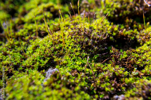 Close-up of a patch of green moss. Shallow depth of field