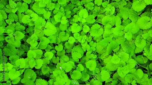 Juicy green leaves