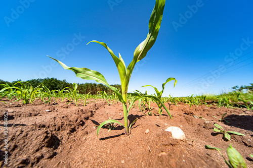 Agricultural field with corn seedlings
