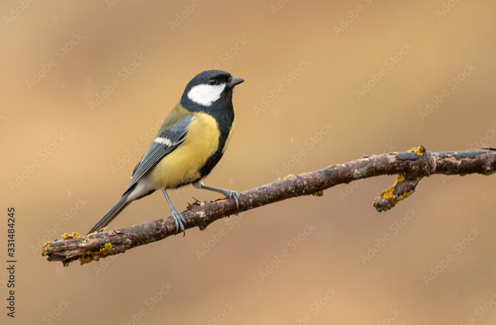 Great Tit feeding and drinking in garden Great Tit feeding and drinking in garden
