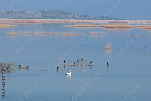 Lake Karla   Greece   wild flora and fauna  in a protected ecological environment