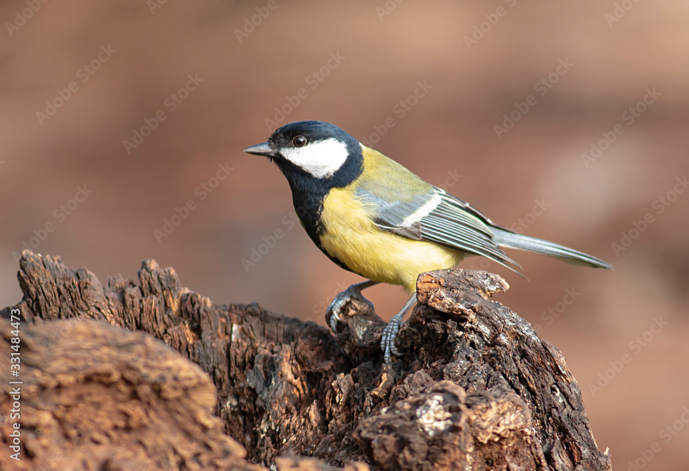 Great Tit feeding and drinking in garden