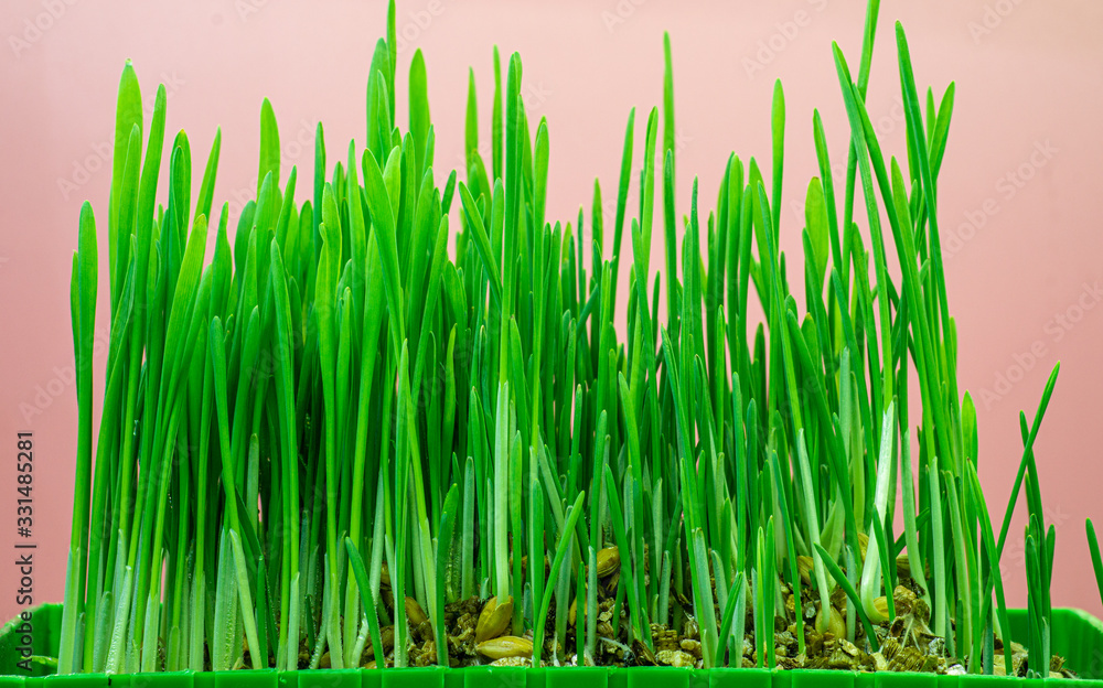 Obraz premium Green cat grass on red background