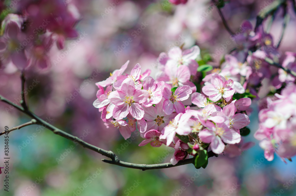 Spring blossom: branch of a blossoming apple tree on garden background