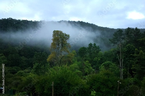 misty morning in the forest