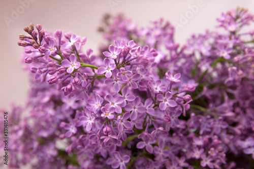 A branch of blossoming lilac (syringa) flowers. Lilac background. Lilac closeup. 