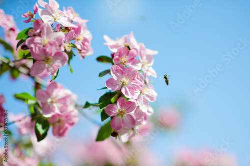 Spring blossom  branch of a blossoming apple tree on garden background