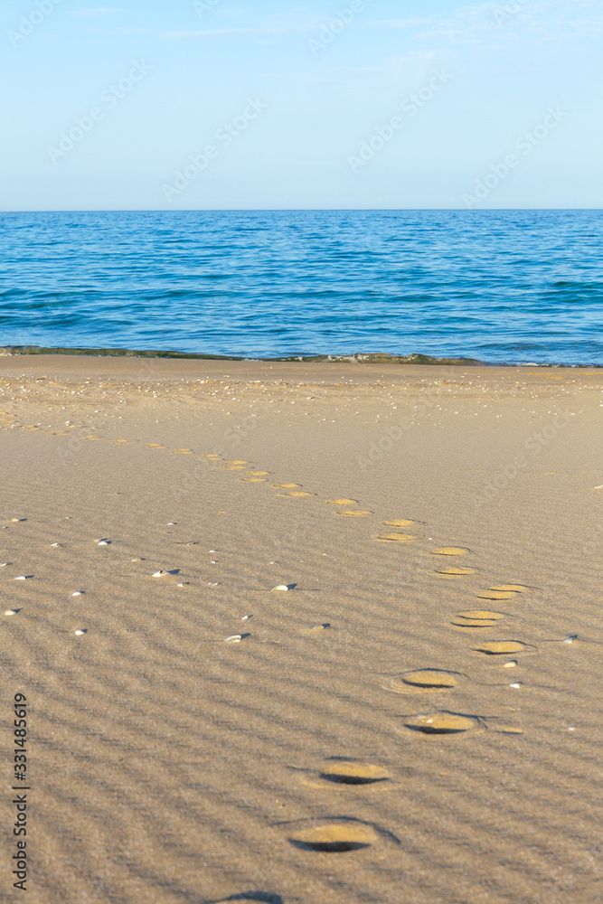 Traces of animals in the sand. Sand Texture. Background from brown sand. selective focus Traces of animals in the sand. Sand Texture. Background from brown sand. selective focus