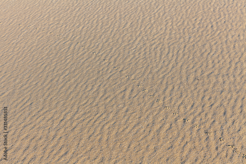 Sand Texture. Background from fine sand. Sand background. selective focus Sand Texture. Background from fine sand. Sand background. selective focus