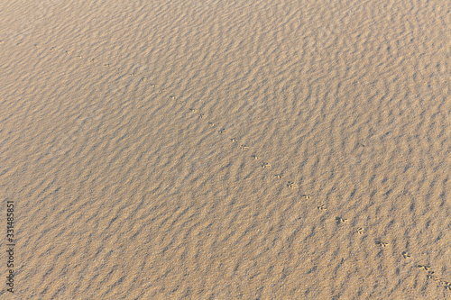 Sand Texture. Background from fine sand. Sand background. selective focus