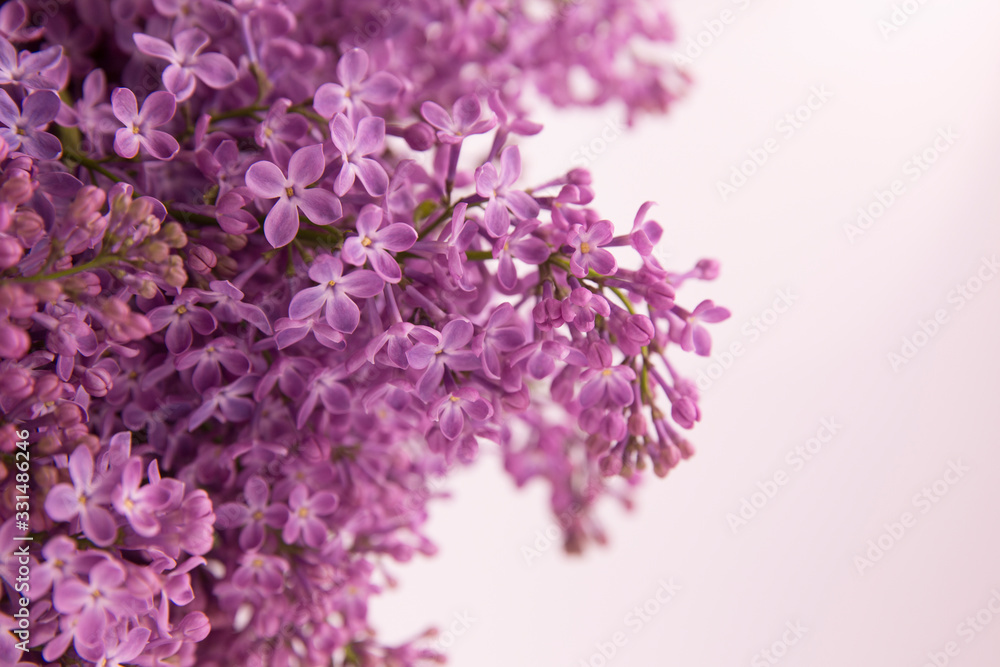 A branch of blossoming lilac (syringa) flowers. Lilac background. Lilac closeup. A branch of blossoming lilac (syringa) flowers. Lilac background. Lilac closeup.