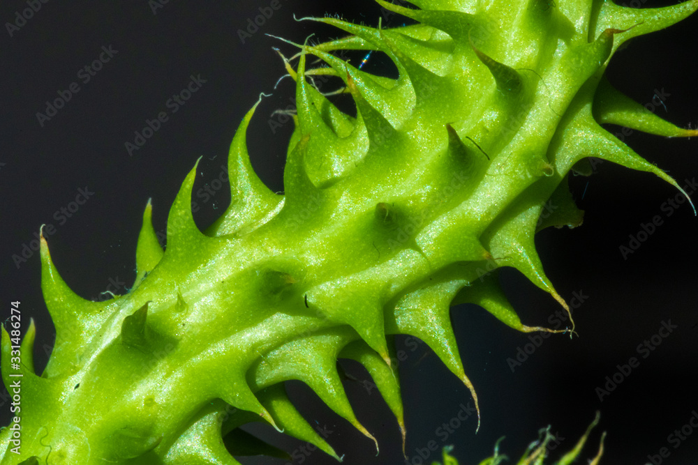 Closeup of a branch of a succulent plant Closeup of a branch of a succulent plant