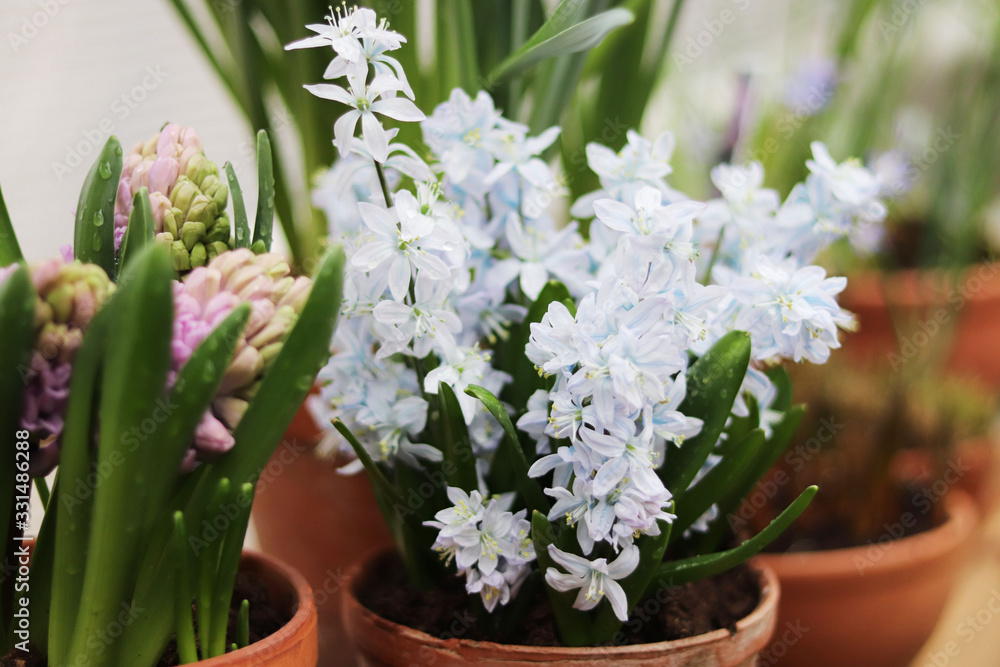 spring flowers in pots in the store spring flowers in pots in the store
