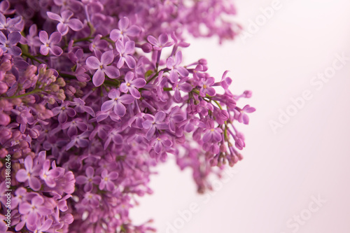 A branch of blossoming lilac  syringa  flowers. Lilac background. Lilac closeup. 