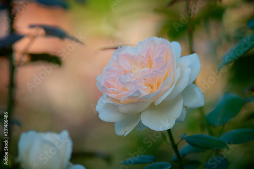 Beige or cream color rose flower on a rosebush in the garden on a sunny summer day. Floral d  cor or background for your project.