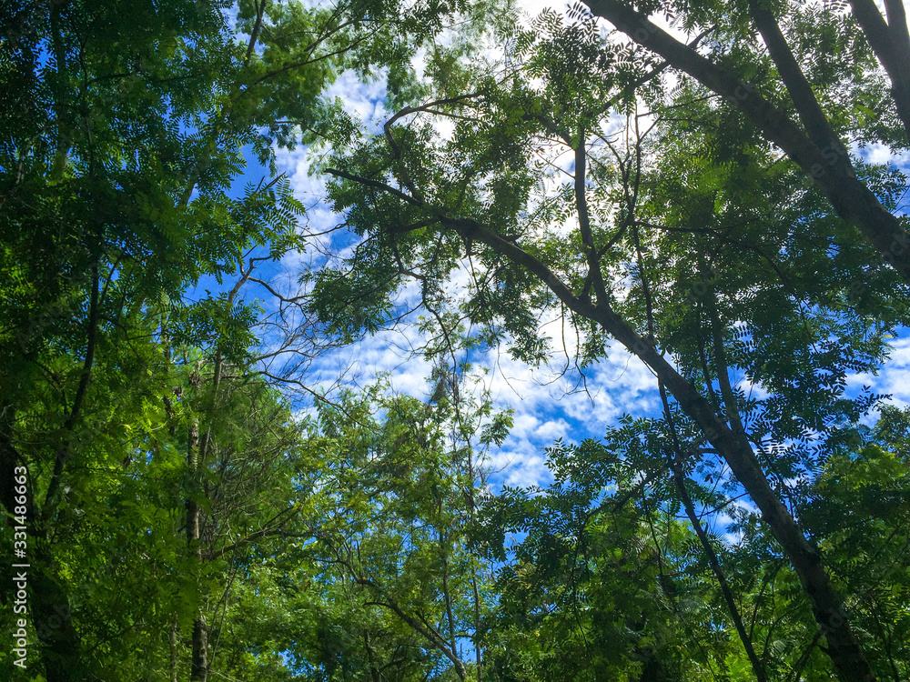 Obraz premium trees and blue sky