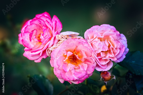 A bunch of pink rose flowers on a rosebush in the garden. The fragrant beauty of the summer season. Floral d  cor or background for your project.