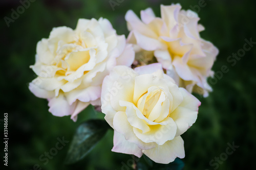 Three beautiful white and yellow rose flowers on a rosebush. Dark green background. Floral décor or background for your project.