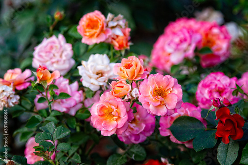 A bunch of pink rose flowers on a rosebush in the garden. The fragrant beauty of the summer season. Floral d  cor or background for your project.