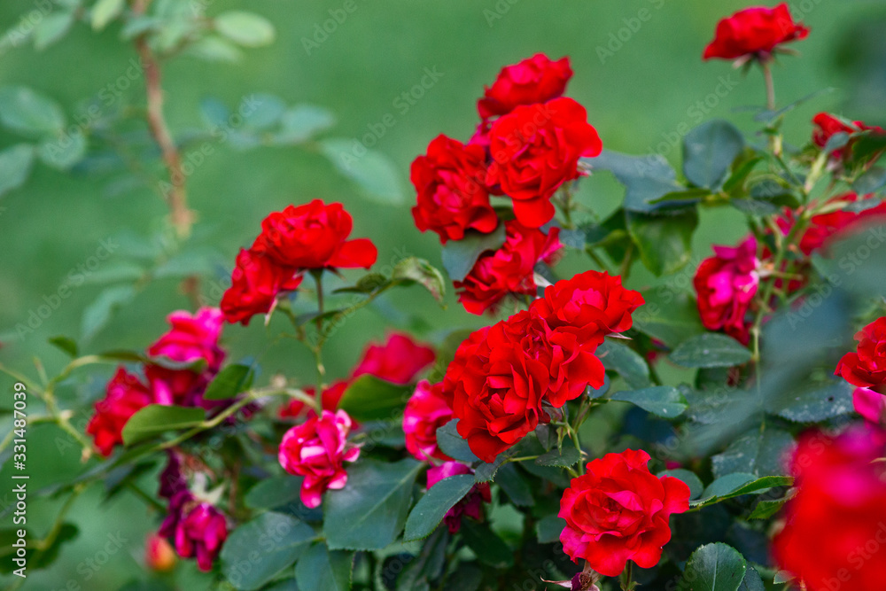 Clusters of red rose flowers on a rose bush in the garden. The beauty of the summer season. Floral background or décor for your project.