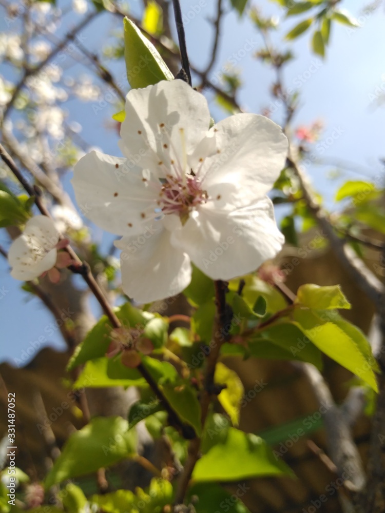 Fototapeta premium apple tree blossom