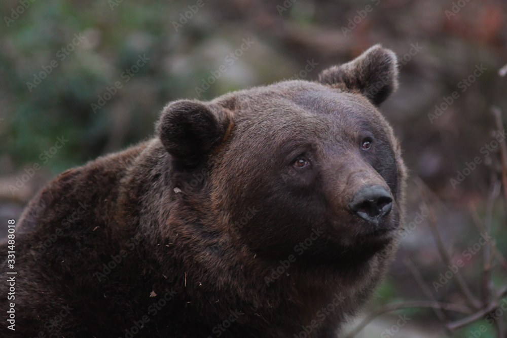 Orso bruno delle Alpi (Ursus arctos),ritratto Orso bruno delle Alpi (Ursus arctos),ritratto