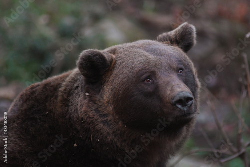 Orso bruno delle Alpi (Ursus arctos),ritratto photo