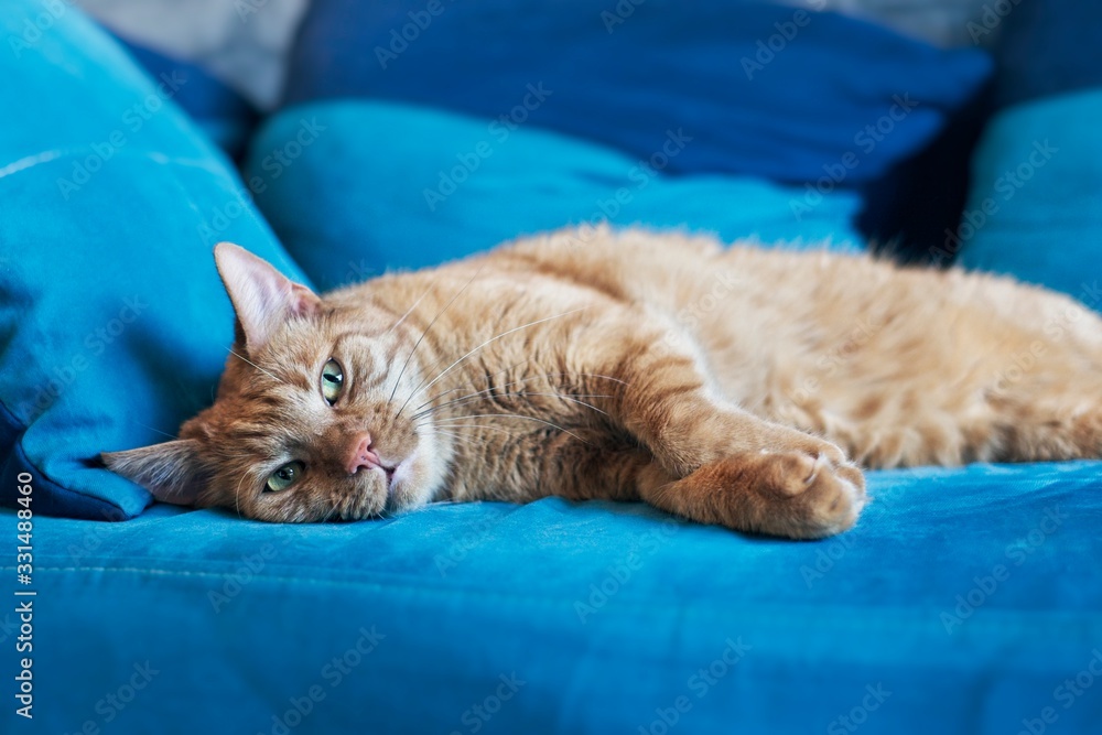 Cute ginger cat taking a nap on a comfortable sofa.