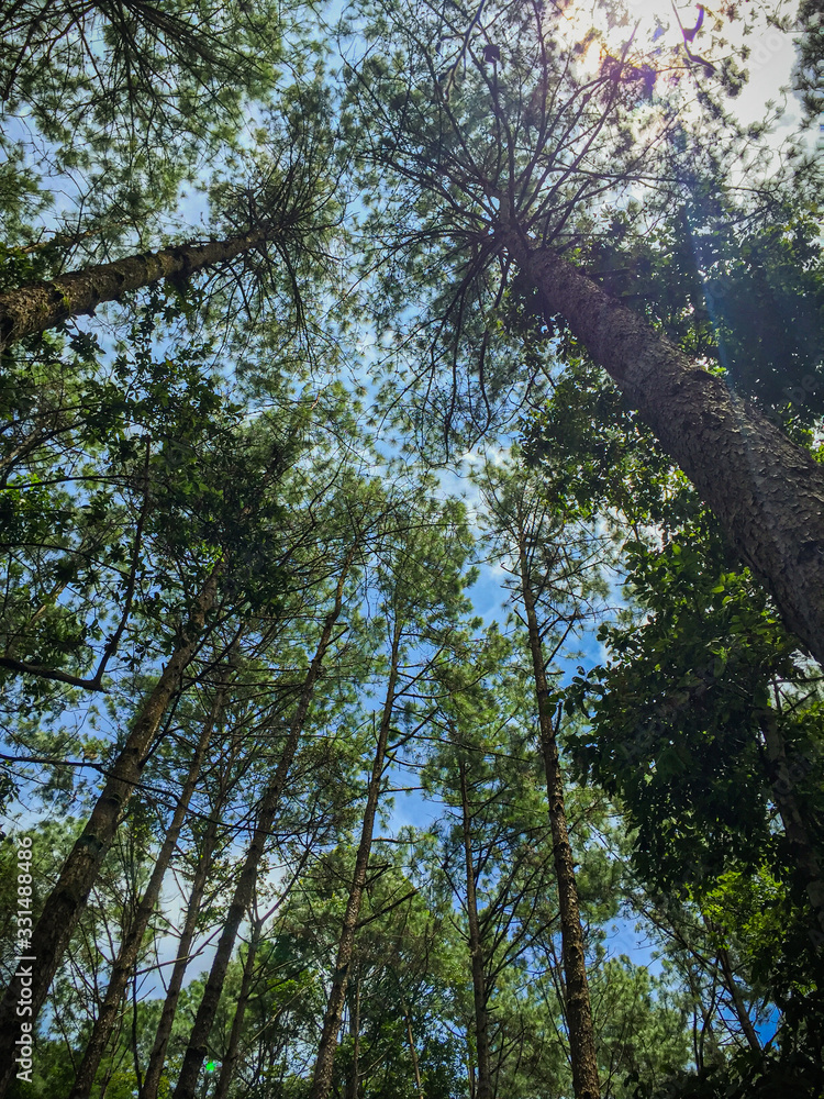 Fototapeta premium tree in the sky
