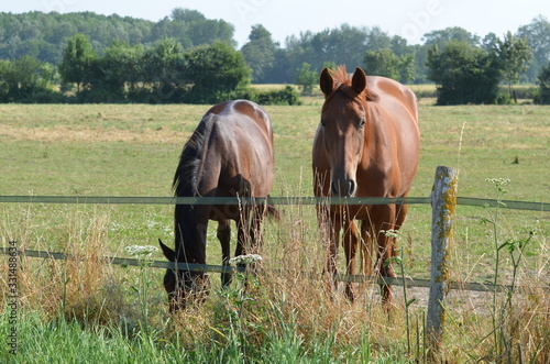 Chevaux dans un herbage (Calvados - Normandie) © david-bgn