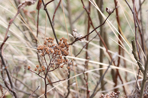 Dry brown branch with small flowers in a decorative bush in early spring