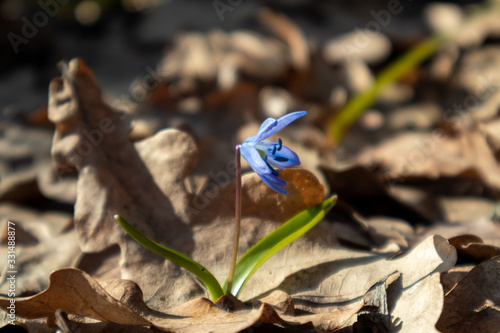 Blue snowdrops blossom spring flowers nature macro