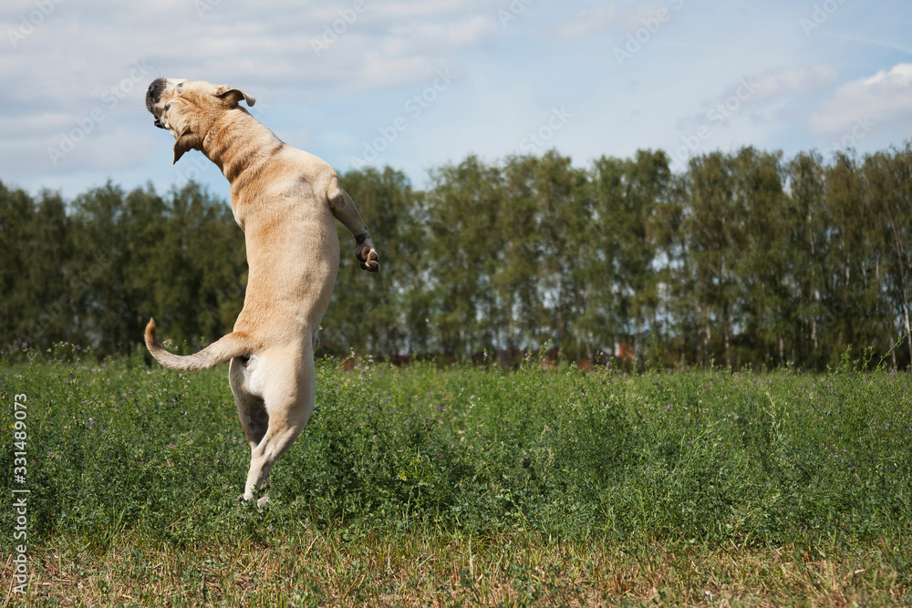 Cadebo dog jumping in the summer on nature