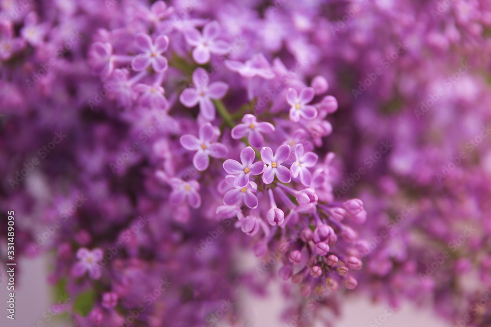 Fototapeta premium A branch of blossoming lilac (syringa) flowers. Lilac background. Lilac closeup. 
