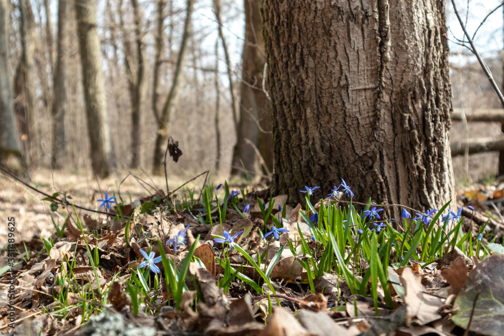 Fototapeta premium Blue snowdrops field spring flowers forest trees