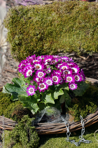 Spring flowers in the garden