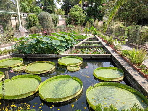 Fotografi Huge waterlily in Padua botanical garden. Orto Botanico di Padova