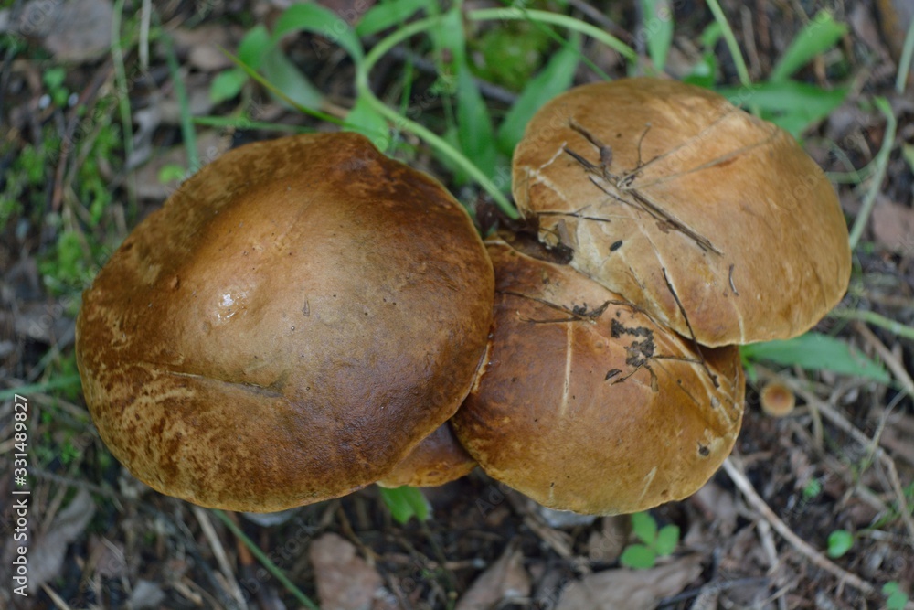 Picking mushrooms in the forest Picking mushrooms in the forest