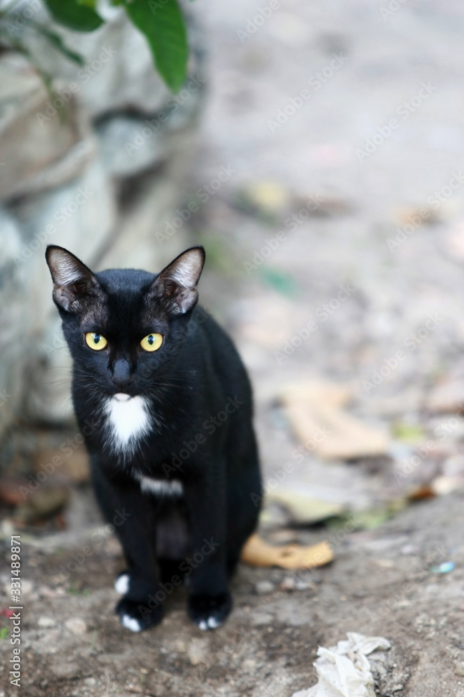 Stray cat are searching for food , street cat Stray cat are searching for food , street cat