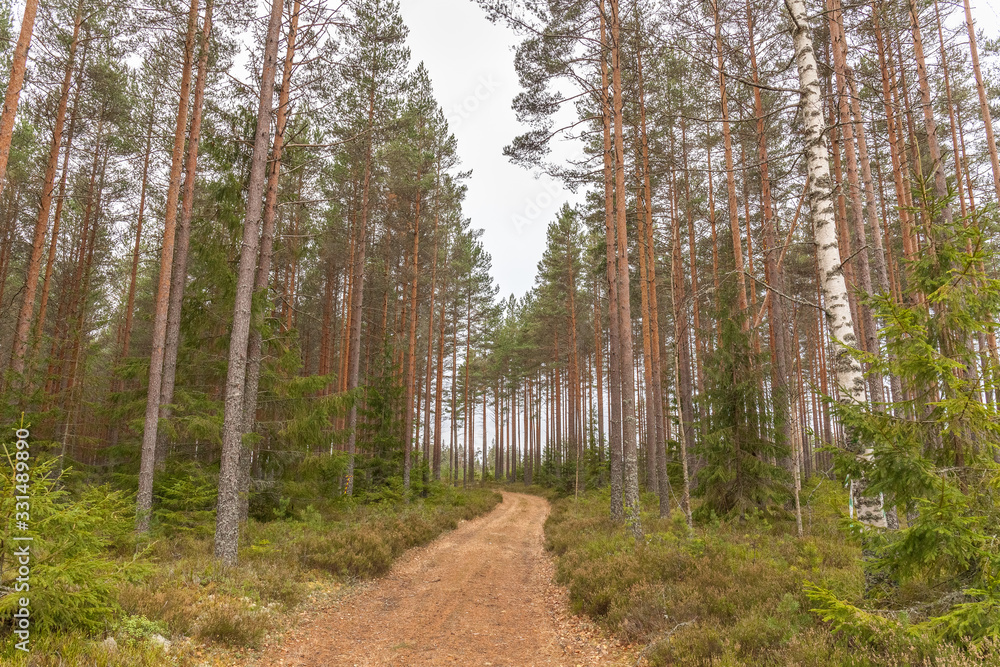 A beautiful green scenery showing the lovely scene of a swedish spruce forest A beautiful green scenery showing the lovely scene of a swedish spruce forest