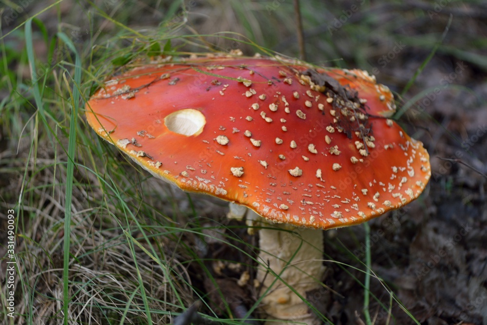 Amanita muscaria in the forest Amanita muscaria in the forest
